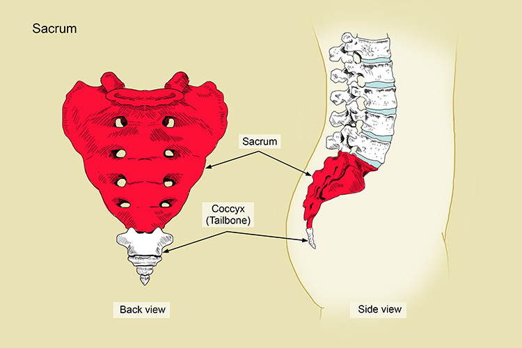 The sacrum is connected to the lower end of the spine, it is also where nerves exit the spinal channel